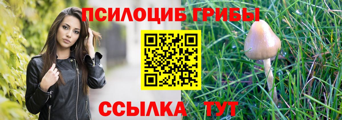 Псилоцибиновые грибы Psilocybe Канск